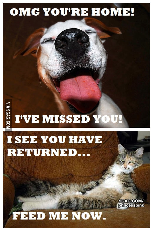 The difference between cats and dogs 9GAG