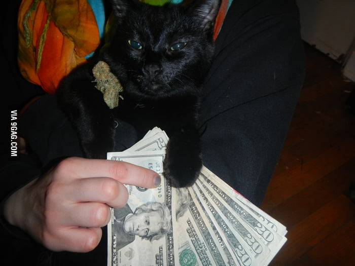 Pussy Money Weed 9GAG