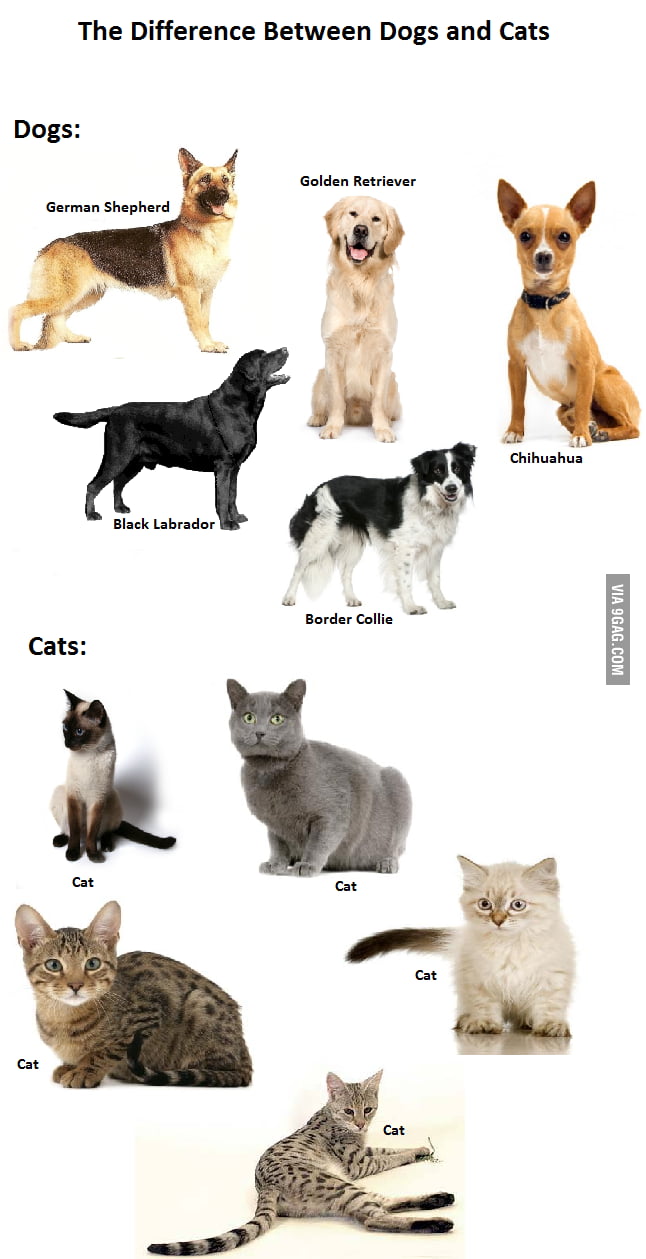 The Difference Between Dogs and Cats... 9GAG