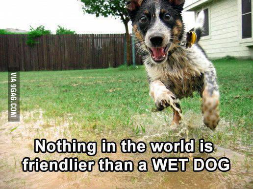 Dog owners will know