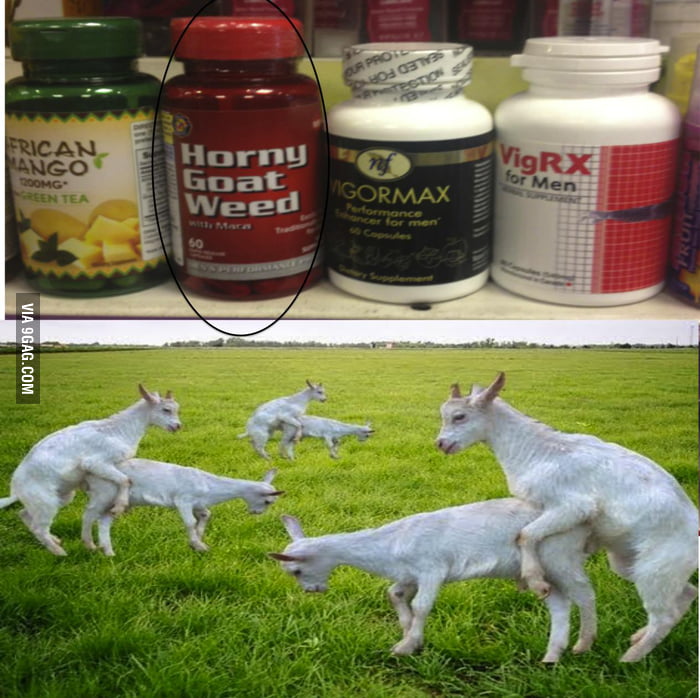 Horny High Goats Alll Day 9GAG