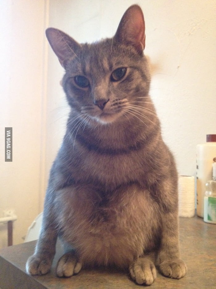 My cat sits weirdly