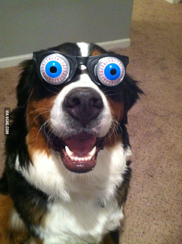 Halloween has the best dog harassing stuff.