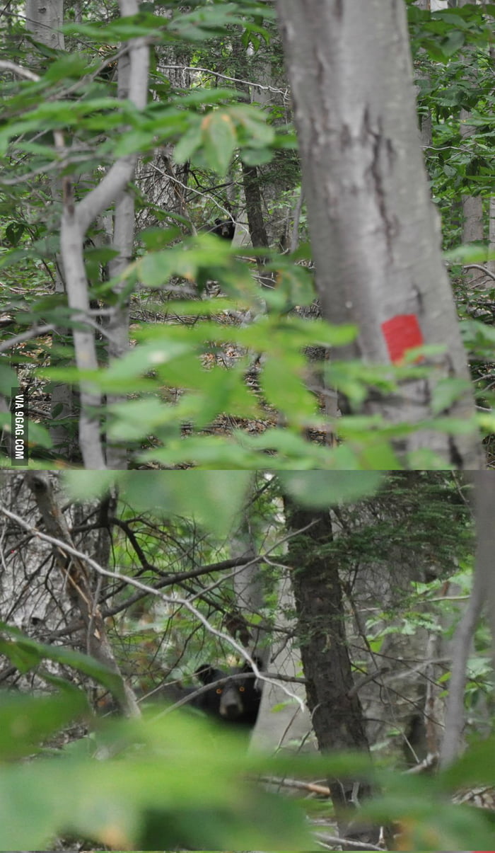 Saw something moving in the trees and took a picture.