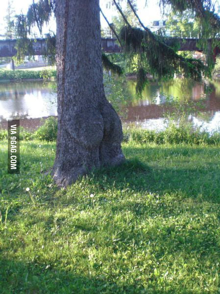 DAT TREE!