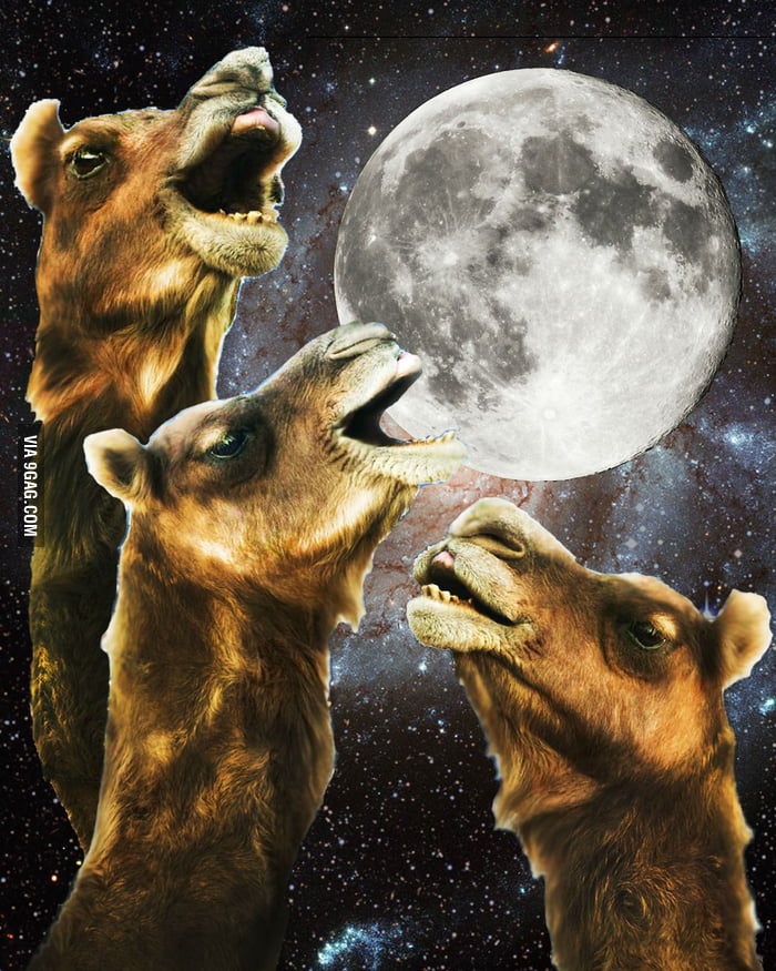 Three Camels Moon