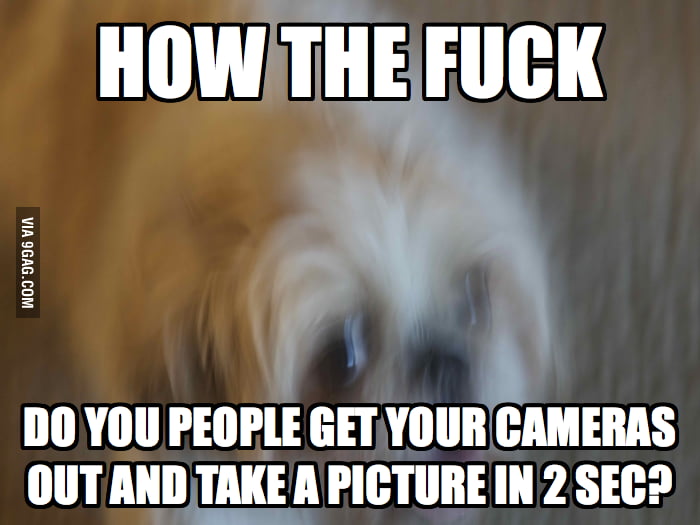When I see a post about how your pet reacted to something.