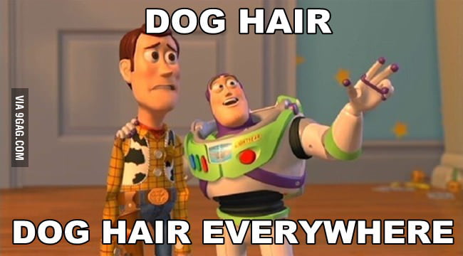 How I feel being a long haired dog owner