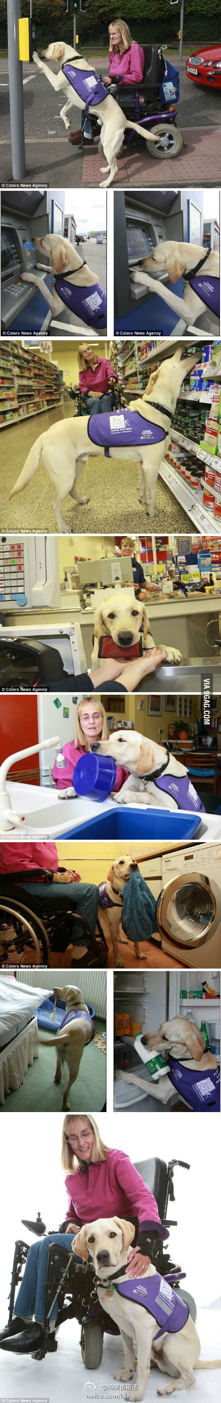 Respect the dogs