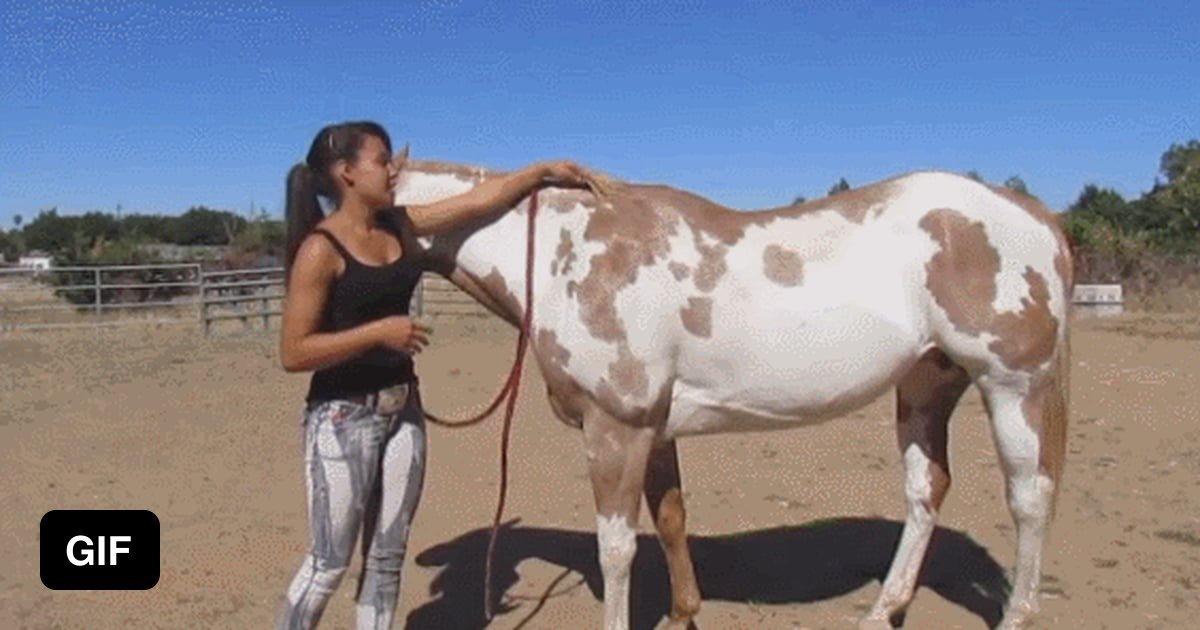 Girl taking stallion cock