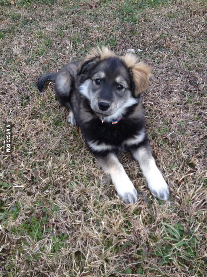 goberian puppy a goberian puppy siberian husky with a golden retriever wig 9gag goberian puppy a goberian puppy siberian husky with a golden retriever wig 9gag