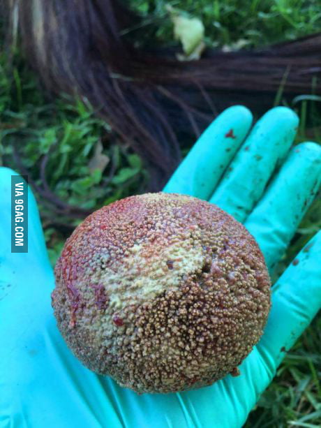 A kidney stone from a Horse - 9GAG