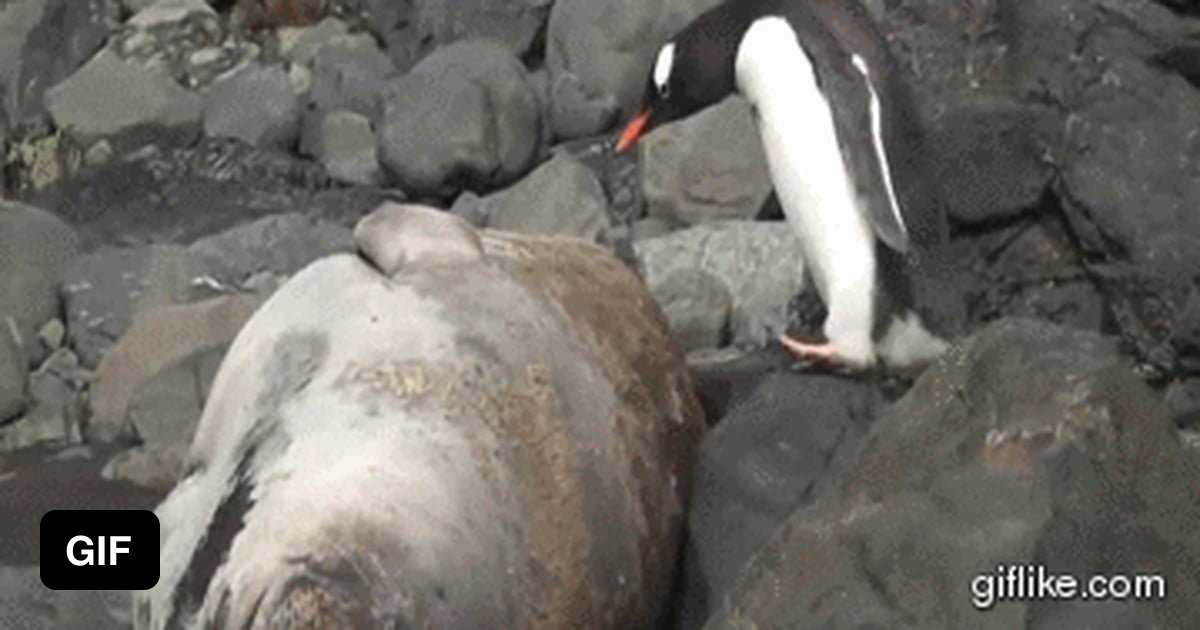 Использование Вибратора Пингвин Видео