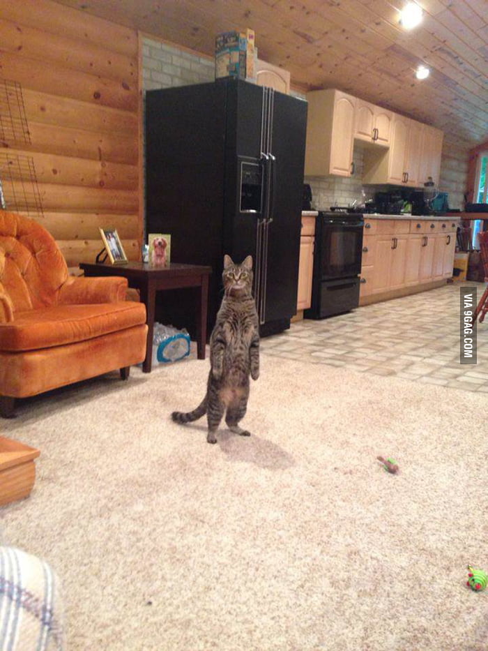 I like to stand, so what?