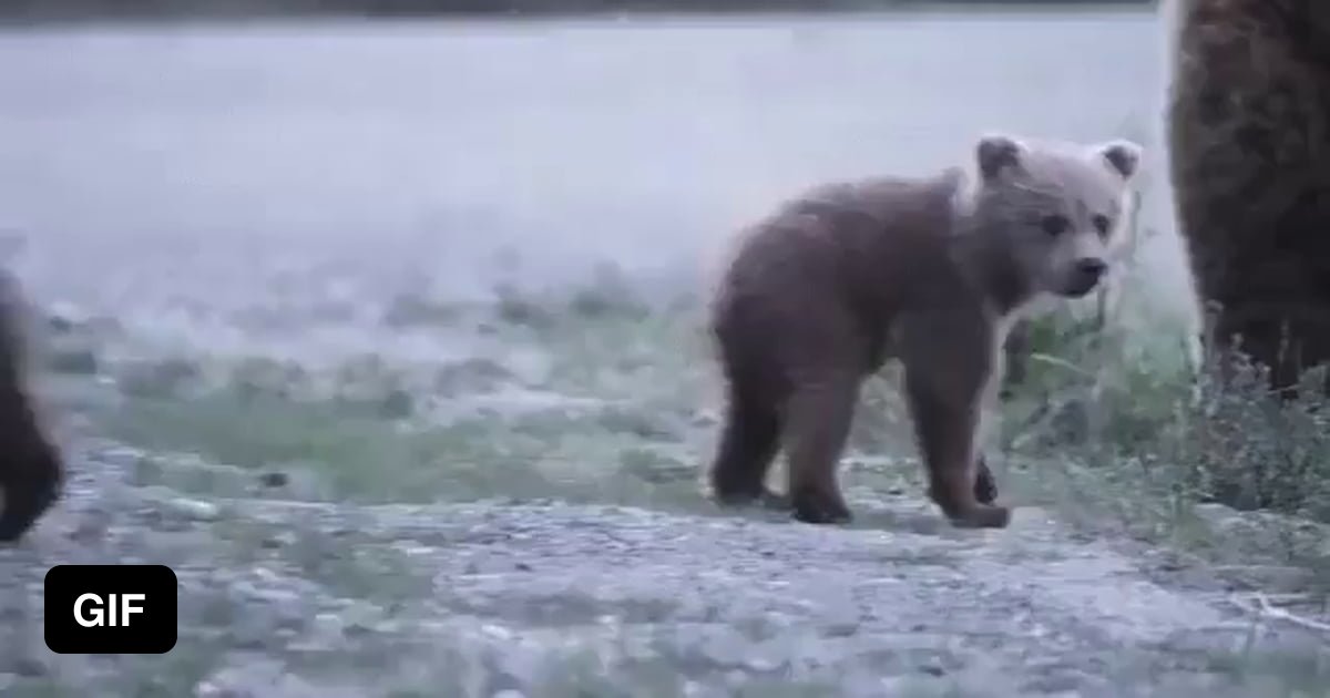 Dancing bear cougar