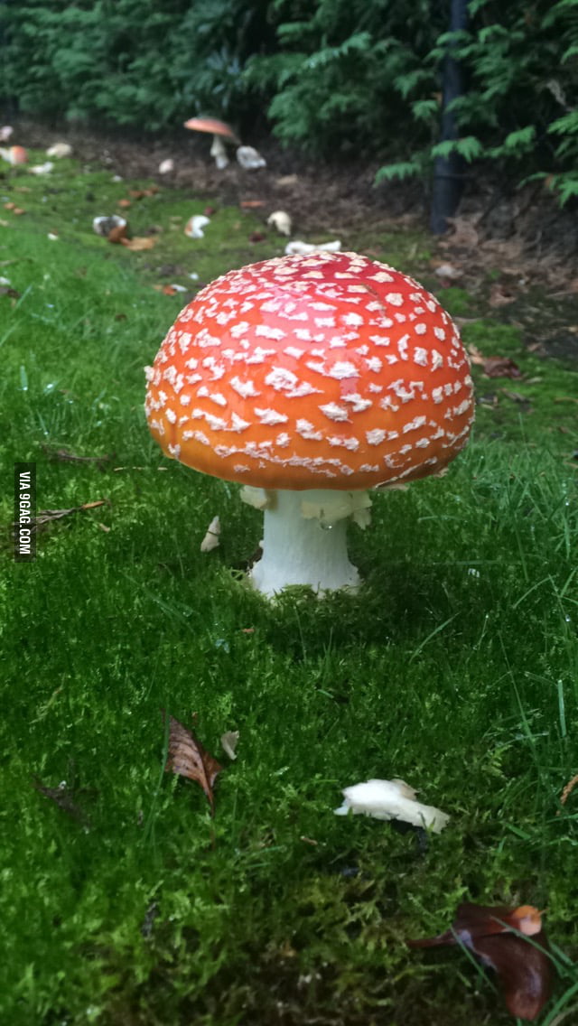 Pretty mushroom 9GAG