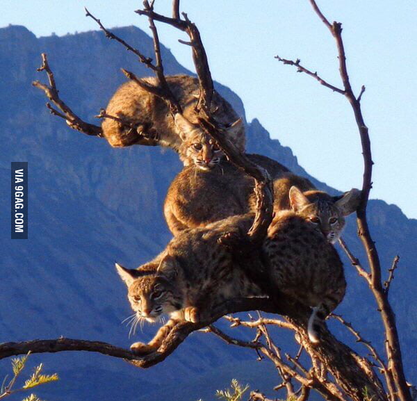 Bobcats in a tree in Big Bend national park 9GAG