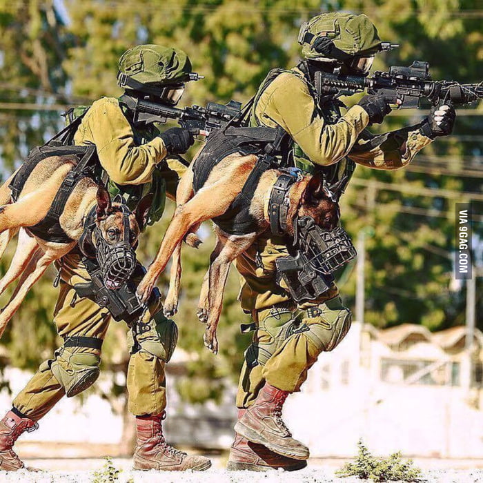 Tactical dog 9GAG