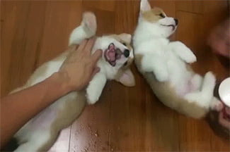 [圖]