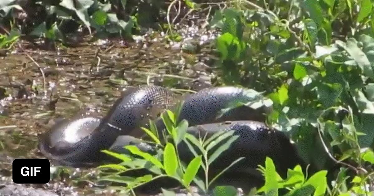 Anaconda femdom