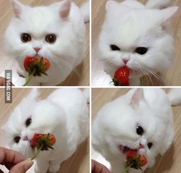 Cute Cat Eating Berries 9GAG