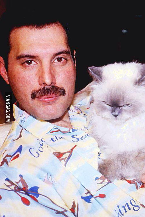 <b>Freddie had</b> a Grumpy Cat of his own. - aVX95BK_700b