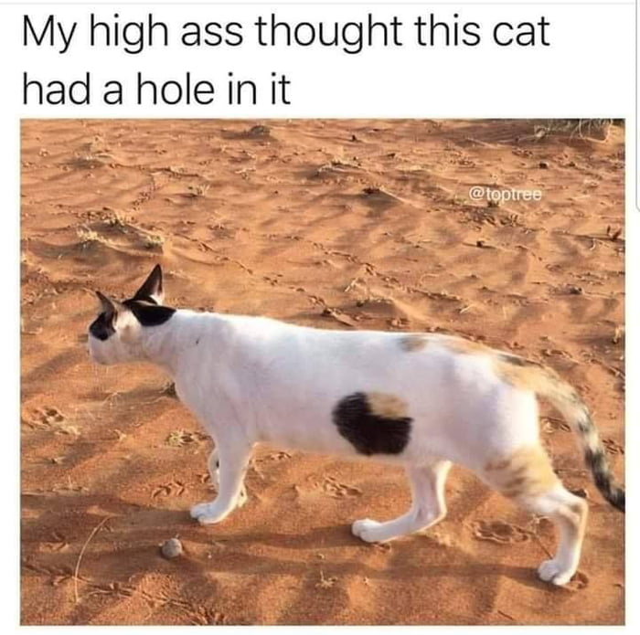 Holy Pussy 9GAG