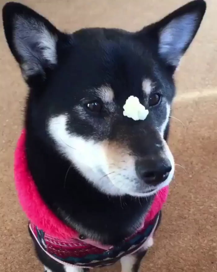 This dog is lightning when it comes to treats 9GAG