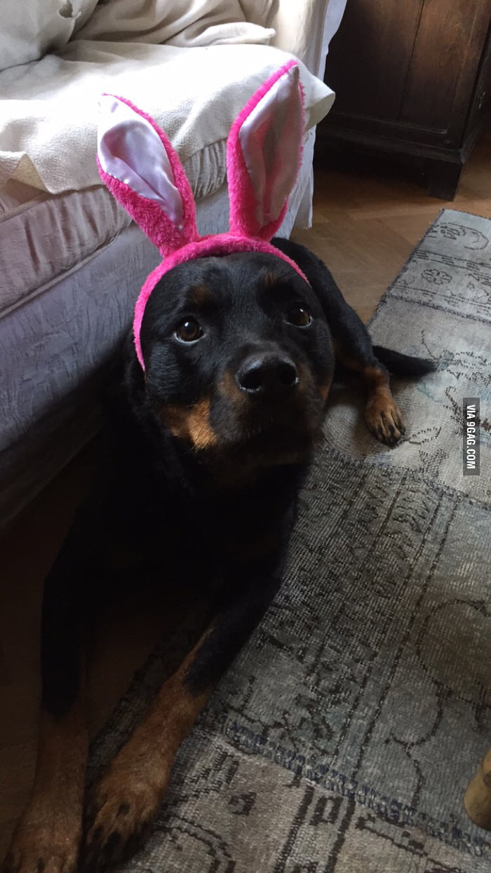 are rottweilers dangerous quot rottweilers are dangerous dogs quot 9gag are rottweilers dangerous quot rottweilers are dangerous dogs quot 9gag