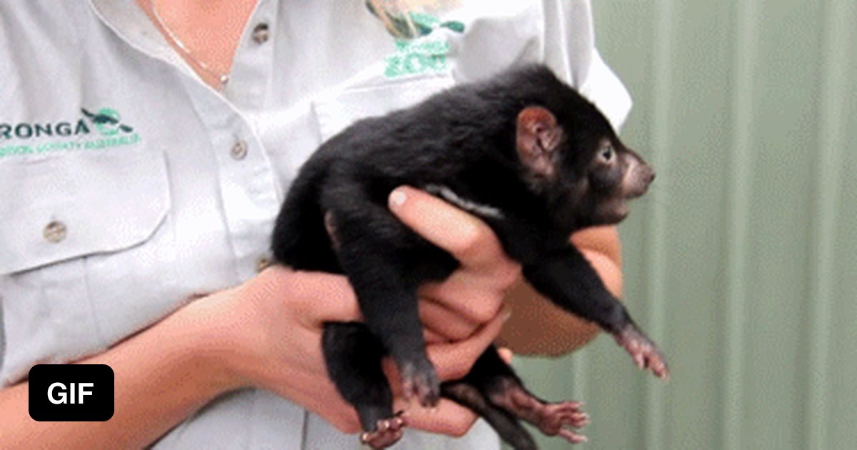 Tasmanian devil facial tumor