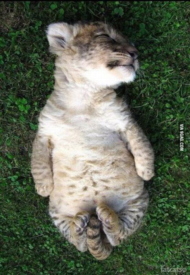 Sleeping lion cub 9GAG