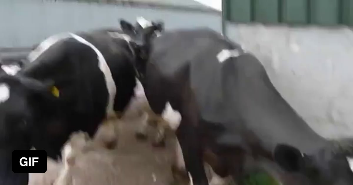 Animated cow sex fan photo