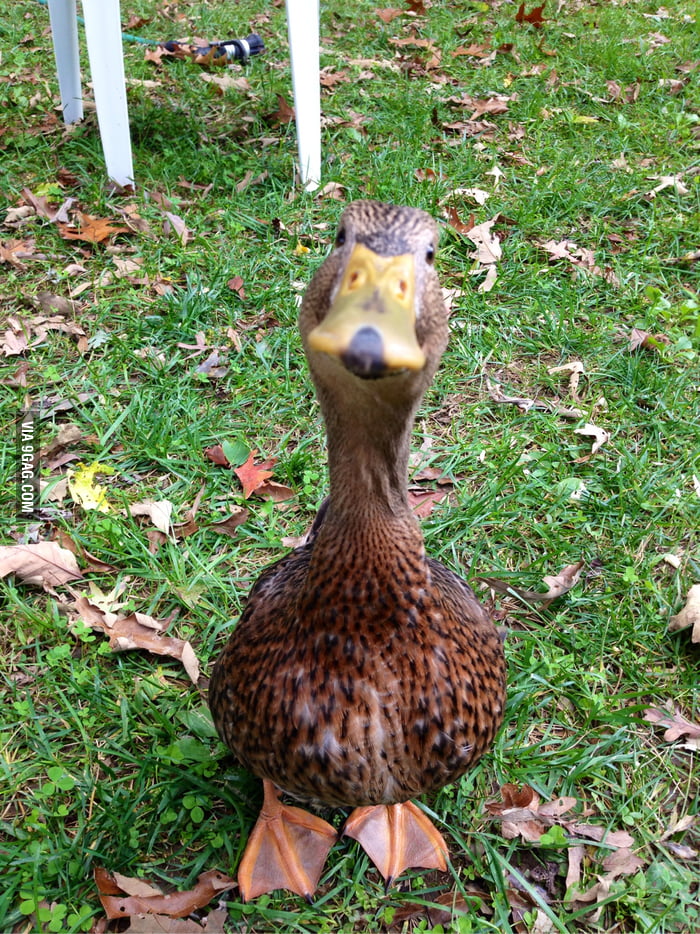 This is my pet duck - 9GAG
