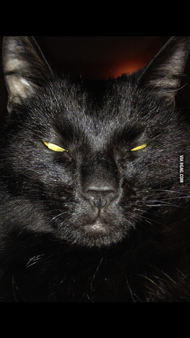 My cat = Lucifer. 9GAG