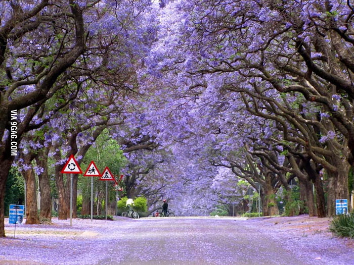 Jacaranda trees that bloom in October Pretoria, South Africa. 9GAG