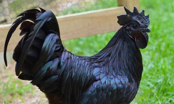 Rare All Black Chickens - 9GAG