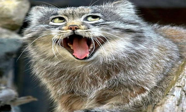 The manul cat's many facial expressions - 9GAG