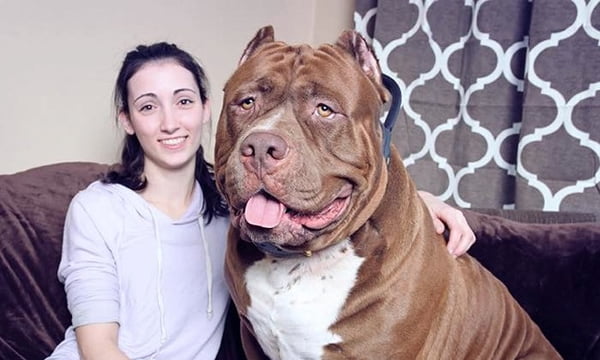 Meet Hulk: The 175-Pound Pit Bull That Will Crush You With Kindness - 9GAG