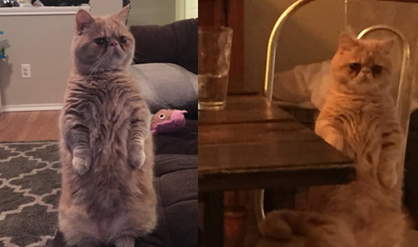 Meet George the Cat who Thinks He's Human and Stands Everywhere He Goes ...
