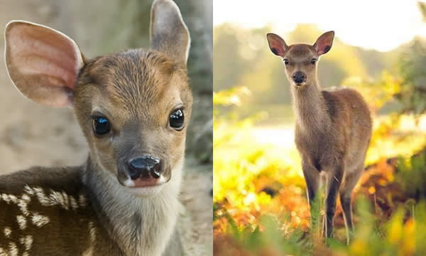 14 Fawns Who Are Too Pretty To Be Real - 9GAG