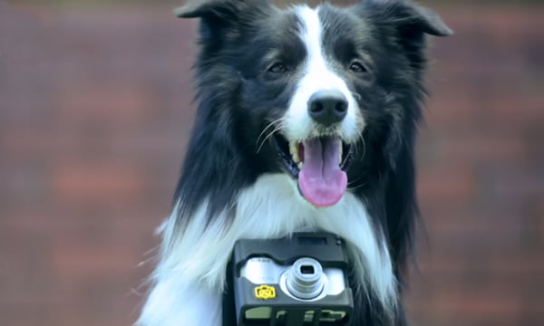 A dog wears a camera that takes pictures when the dog is excited. - 9GAG