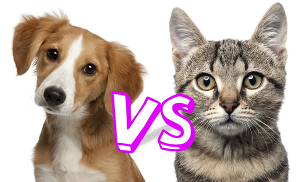 Dogs vs Cats - 9GAG