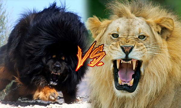 This is what happen when a Tibetan Mastiff meets a lion - 9GAG