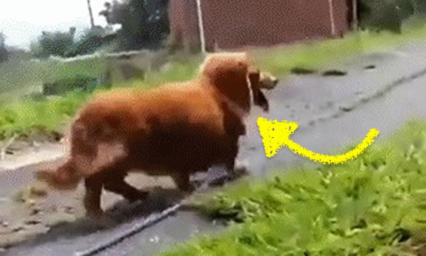 Dog Owner Pretends to Suddenly Collapse While Walking His Dog and ...