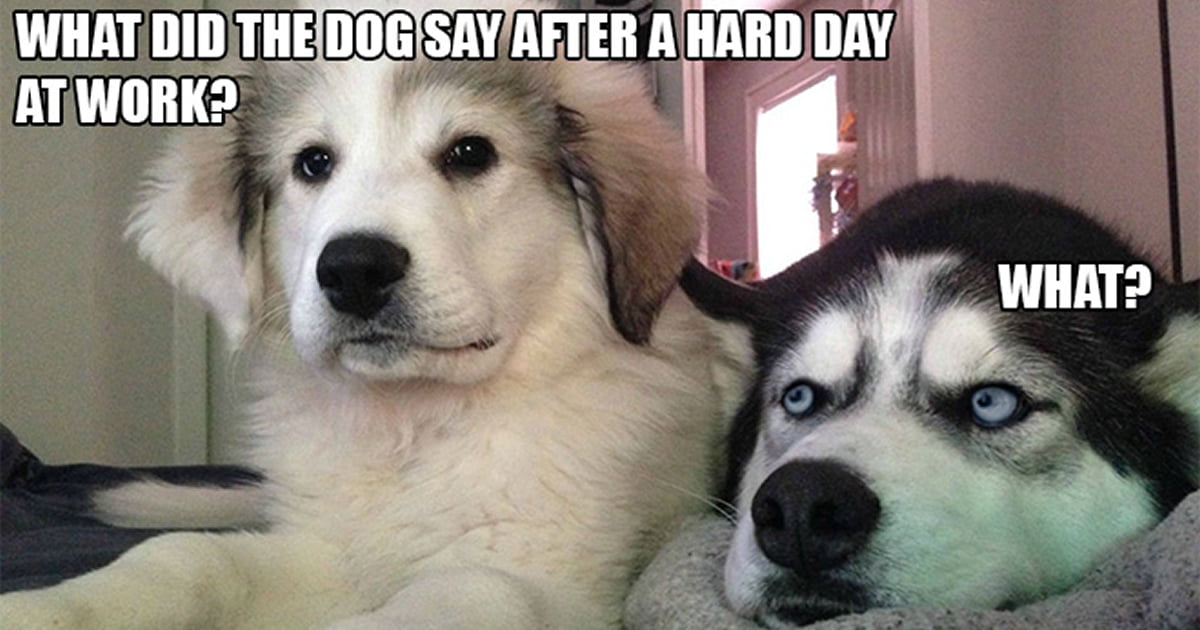 10 Best Bad Puns Dog Memes Ever 9gag