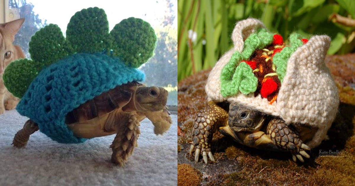 Happy World Turtle Day! - 9GAG