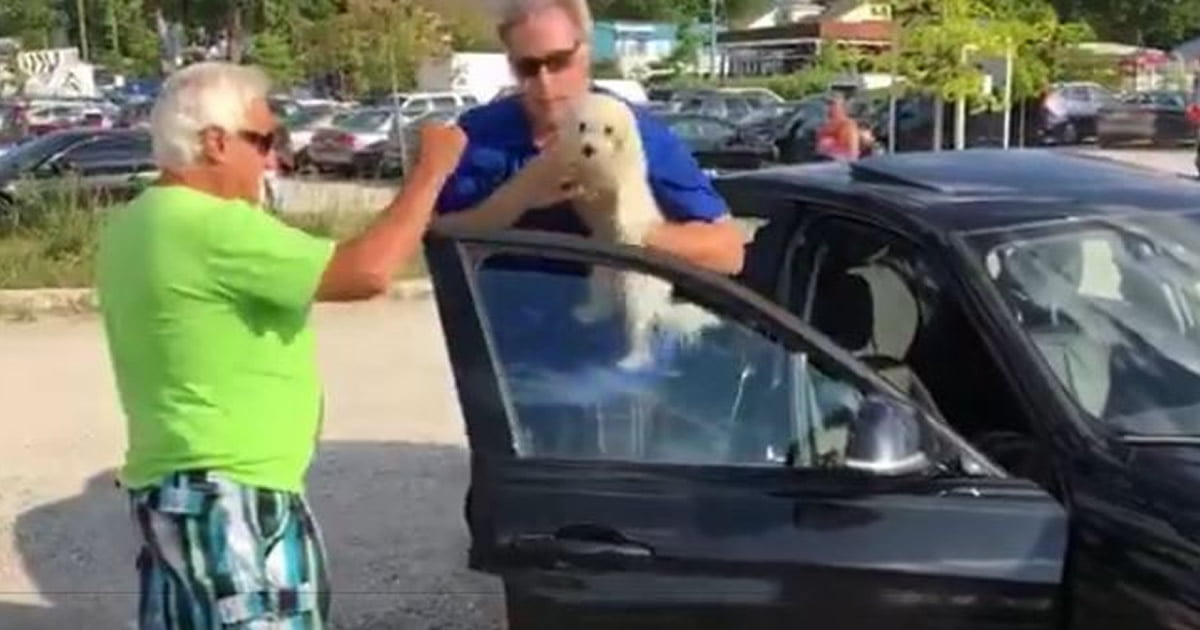 Guy decides to break a car window in order to save a trapped dog from ...