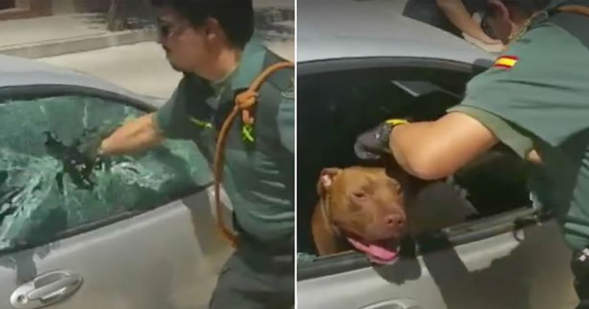 Hero cop smashes car window to save dog trapped inside boiling vehicle ...