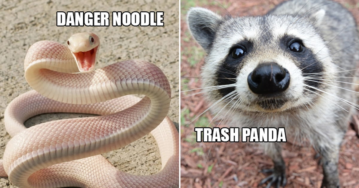 Better Names For Animals 9GAG