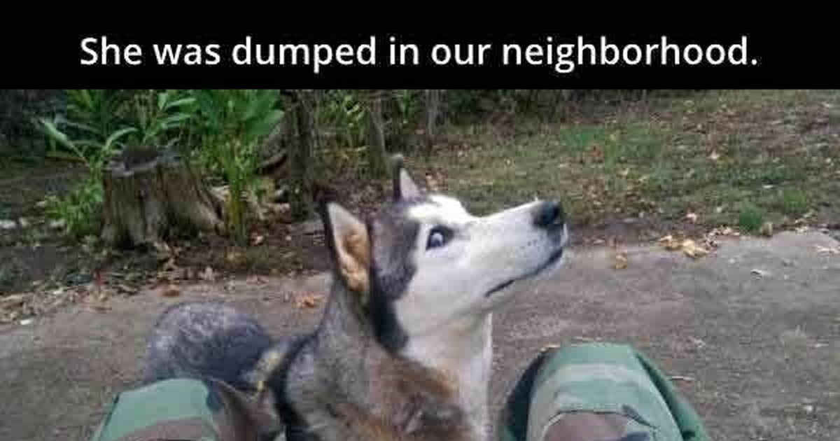 Thanks for the Husky.... - 9GAG